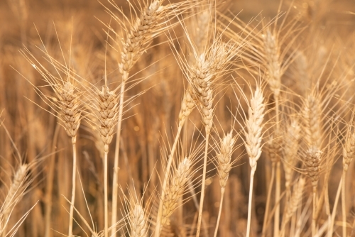 Close up of wheat grain showing the fine details as the afternoon sun shines on the crop - Australian Stock Image