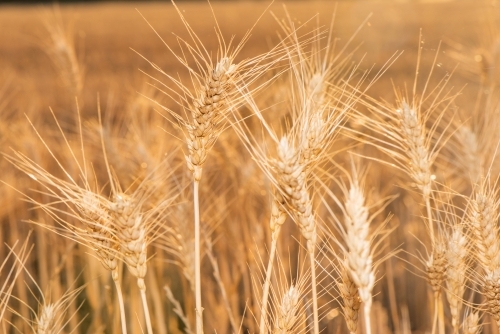 Close up of wheat grain showing the fine details of the seeds. - Australian Stock Image