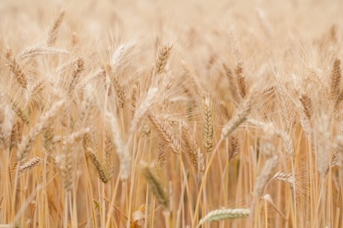 Close up of wheat seed heads - Australian Stock Image