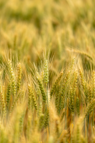 Close up of wheat stalks in paddock - Australian Stock Image