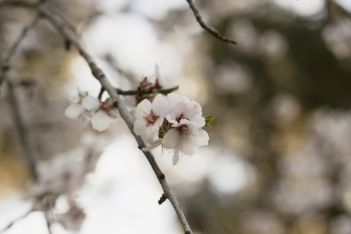 Close up of white blossoms growing on fruit trees - Australian Stock Image