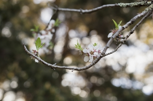 Close up of white blossoms growing on fruit trees - Australian Stock Image
