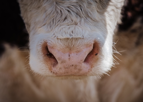 Close-up of white cows nose - Australian Stock Image