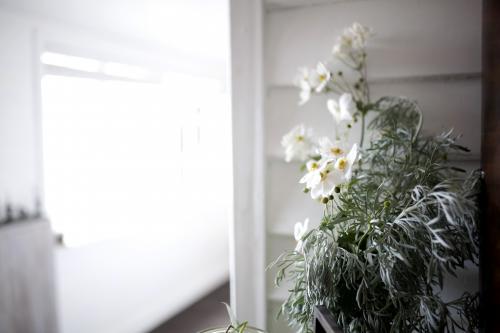 Close up of white flowers in a pot inside - Australian Stock Image