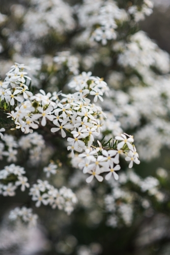 Close up of white flowers on a bush