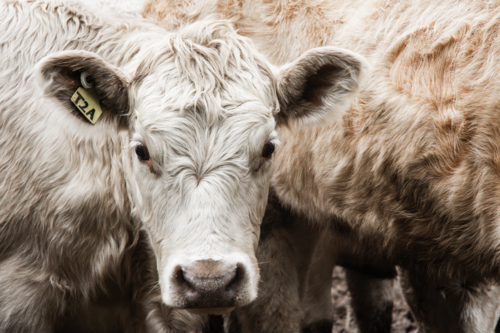 Close up of white fluffy cow in herd of cattle - Australian Stock Image