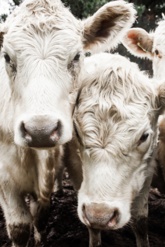 Close up of white fluffy cows - vertical - Australian Stock Image
