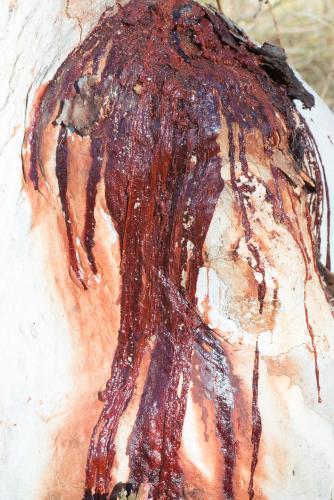 Close up of white tree trunk with dark red sap flowing down - Australian Stock Image
