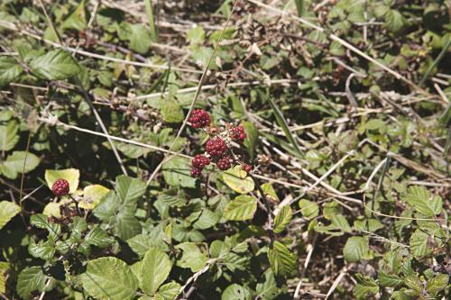 Close up of wild blackberry bush