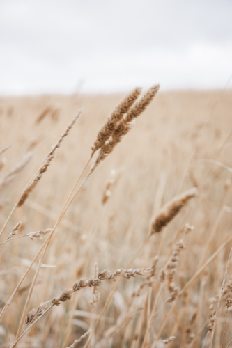 Close up of wild, dry grass at end of summer - Australian Stock Image
