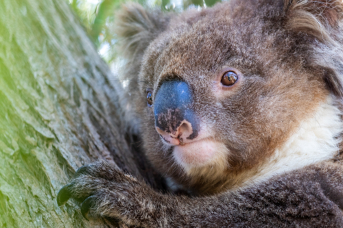 Close up of wild koala climbing a tree in South Australia - Australian Stock Image