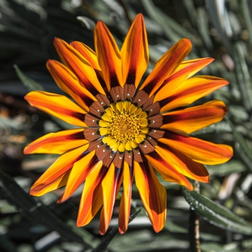 close up of wild orange and yellow daisy like flower