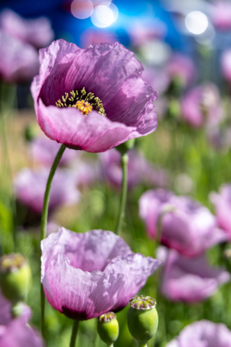 Close up of wild pink poppies against bokeh blue background - Australian Stock Image