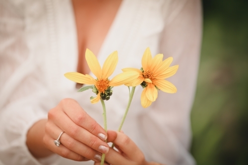 Close up of woman's hands holding tiny yellow sunflowers - Australian Stock Image
