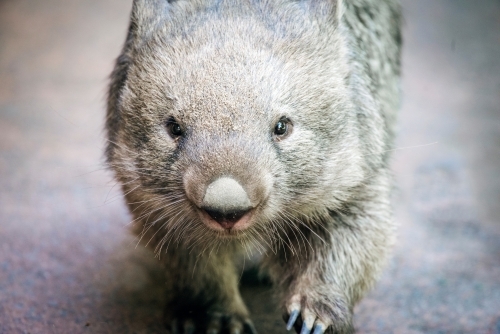 Close up of Wombat walking on concrete surface - Australian Stock Image