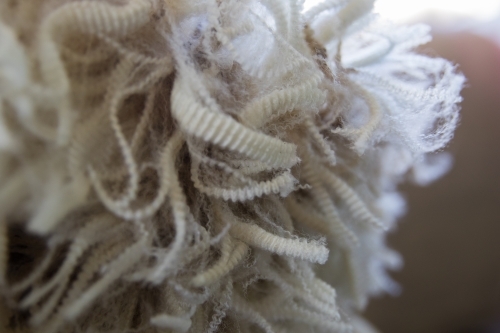 Close up of wool fleece - Australian Stock Image