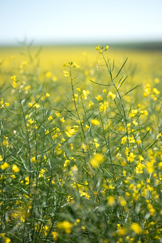 Close-up of yellow canola flowers with selective focus - Australian Stock Image