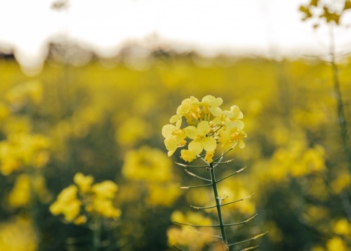 Close-up of yellow flower cluster - Australian Stock Image