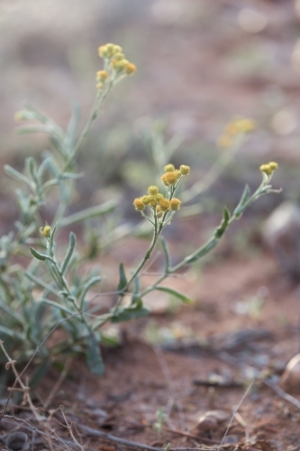 Close-up of yellow flowering plant - Australian Stock Image