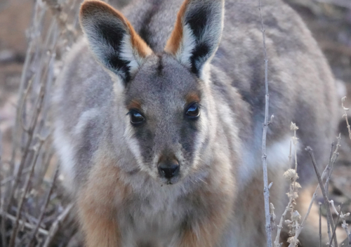 Close-up of yellow-footed rock-wallaby - Australian Stock Image