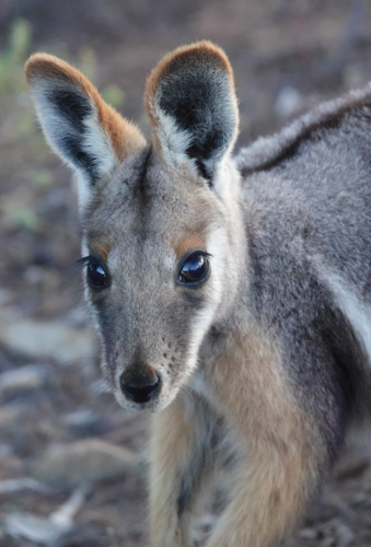 Close-up of yellow-footed rock-wallaby - Australian Stock Image