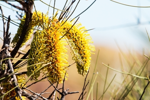 Close up of yellow hakea flowers - Australian Stock Image