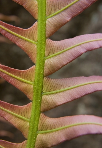 Close-up of young fern frond with zig-zag pattern - Australian Stock Image