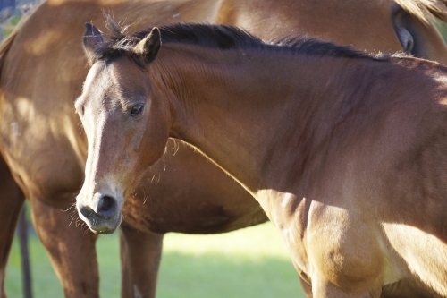 Close up of young horse - Australian Stock Image