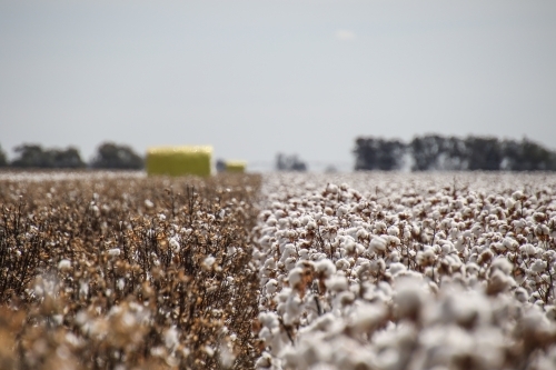 Close-up on cotton bolls on mature plants ready for harvest. - Australian Stock Image