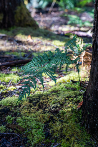 Close up on Fern leaves from Tassie - Australian Stock Image
