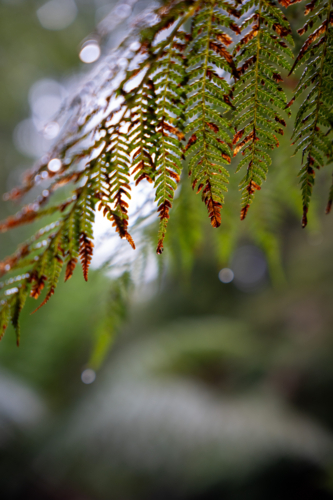 Close up on Fern leaves from Tassie - Australian Stock Image