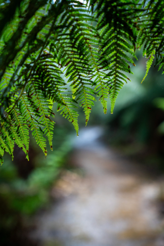 Close up on Fern leaves from Tassie - Australian Stock Image