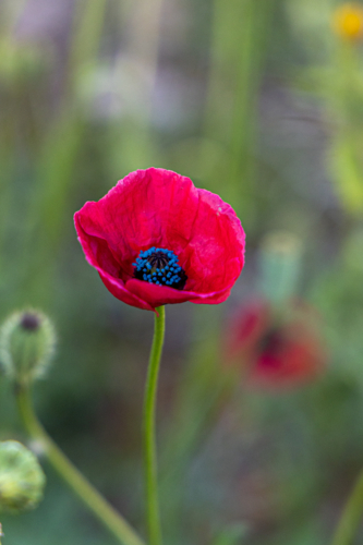 Close up on red poppy - Australian Stock Image