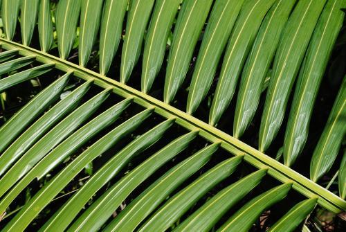 Close-up photo of a green palm leaf - Australian Stock Image