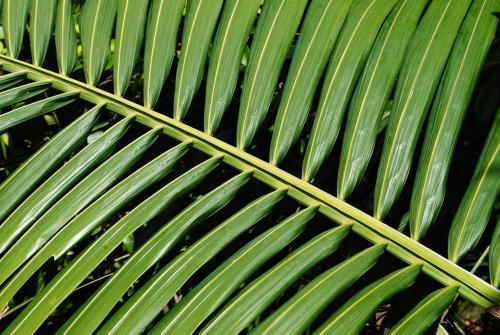 Close-up photo of a green palm leaf
