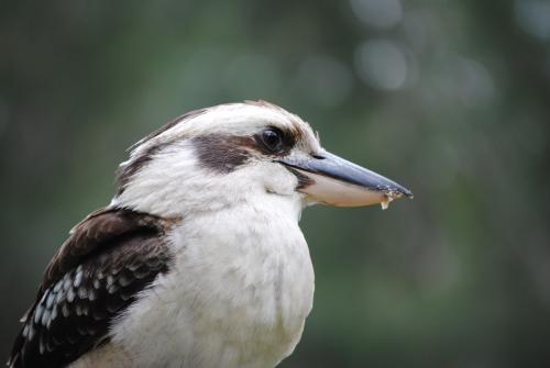 Close up photo of  a kookaburra
