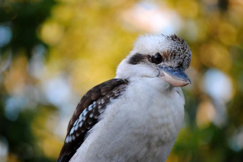 Close-up photo of a smiling kookaburra - Australian Stock Image
