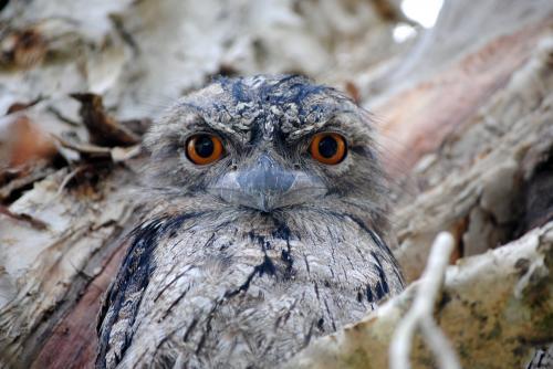 Close-up photo of a Tawny Frogmouth
