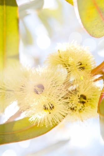 Close up photo of a yellow gum blossoms with leaves and a glow of sun in the background - Australian Stock Image