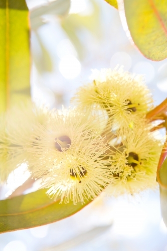 Close up photo of a yellow gum blossoms with leaves and a glow of sun in the background