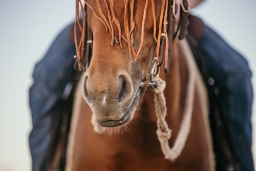Close-up of Brown Horse Nose with Bridle