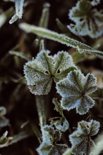 Close up photo of frost covered leaves on winter morning