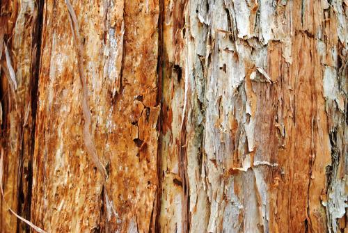 Close-up photo of the bark on a gum tree
