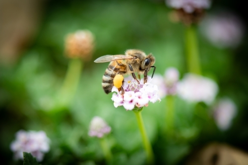 Close up photograph of bee collecting pollen on mauve flower - Australian Stock Image