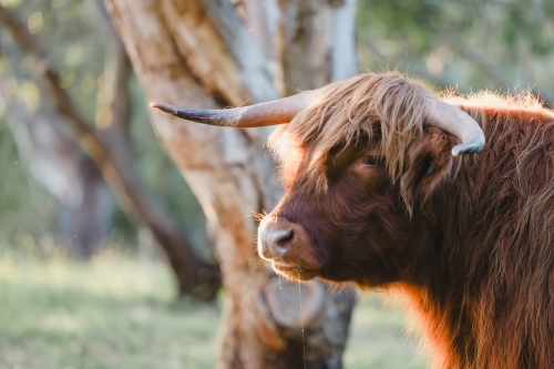 Close up portrait image of male Highland Cow on Australian farm - Australian Stock Image