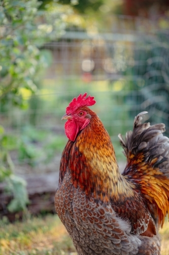 Close up portrait image of red rooster standing in free range garden - Australian Stock Image