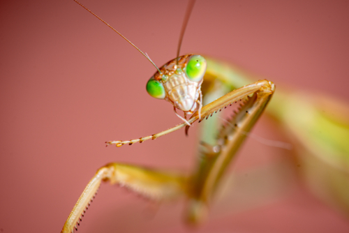Close-up portrait of a green-eyed praying mantis. - Australian Stock Image