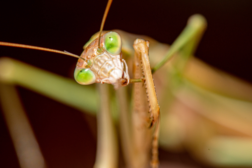 Close-up portrait of a green-eyed praying mantis. - Australian Stock Image