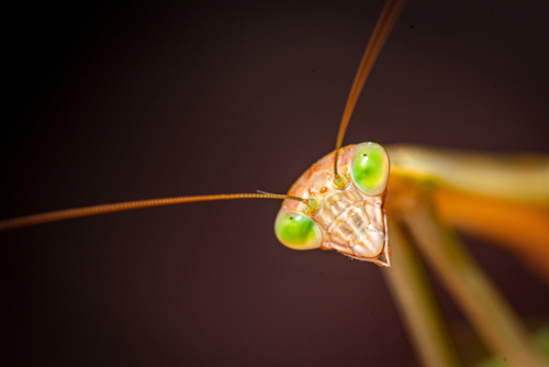 Close-up portrait of a green-eyed praying mantis. - Australian Stock Image