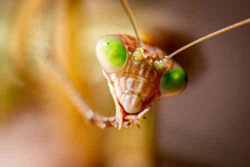 Close-up portrait of a green-eyed praying mantis. - Australian Stock Image